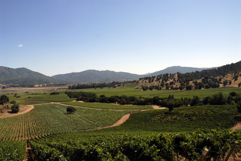 Valle de Casablanca  Anticipo de Informe de Cosecha 2021