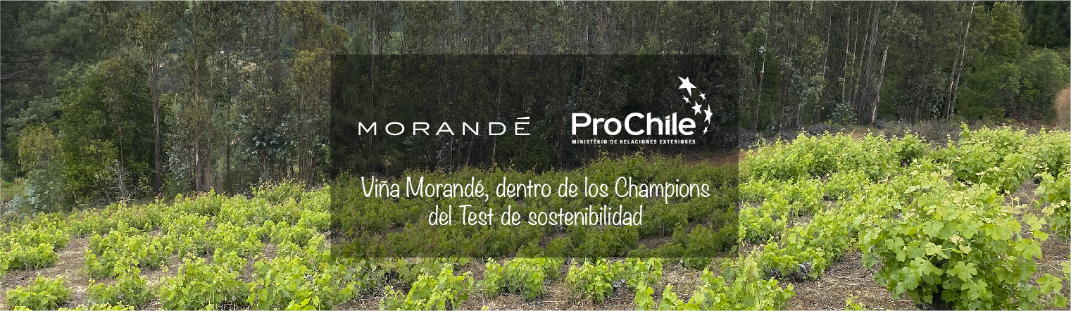 ProChile distingue a Viña Morandé como uno de sus “Champions de la Sostenibilidad”