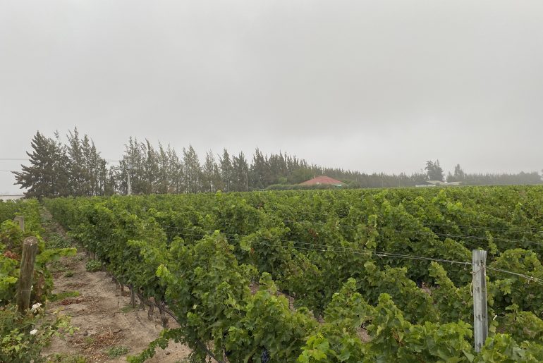Inesperadas lluvias de verano cayeron en las principales zonas de viñedos de Chile