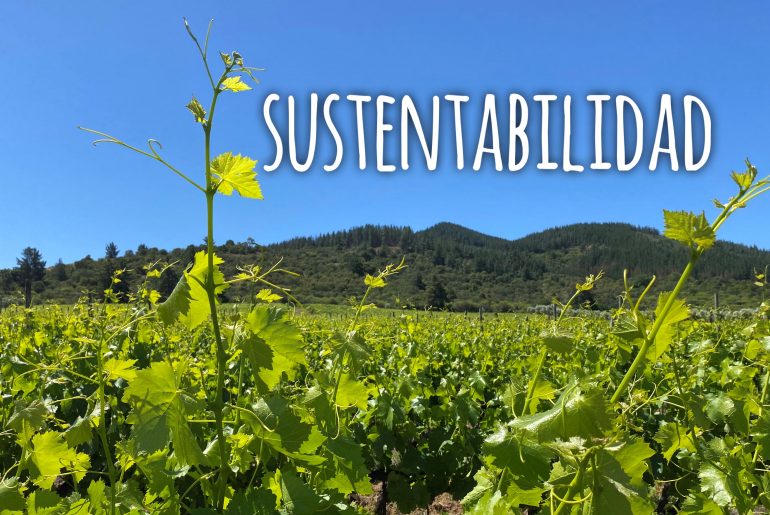 Viña Morandé y la Sustentabilidad: Contribuyendo a un mundo mejor