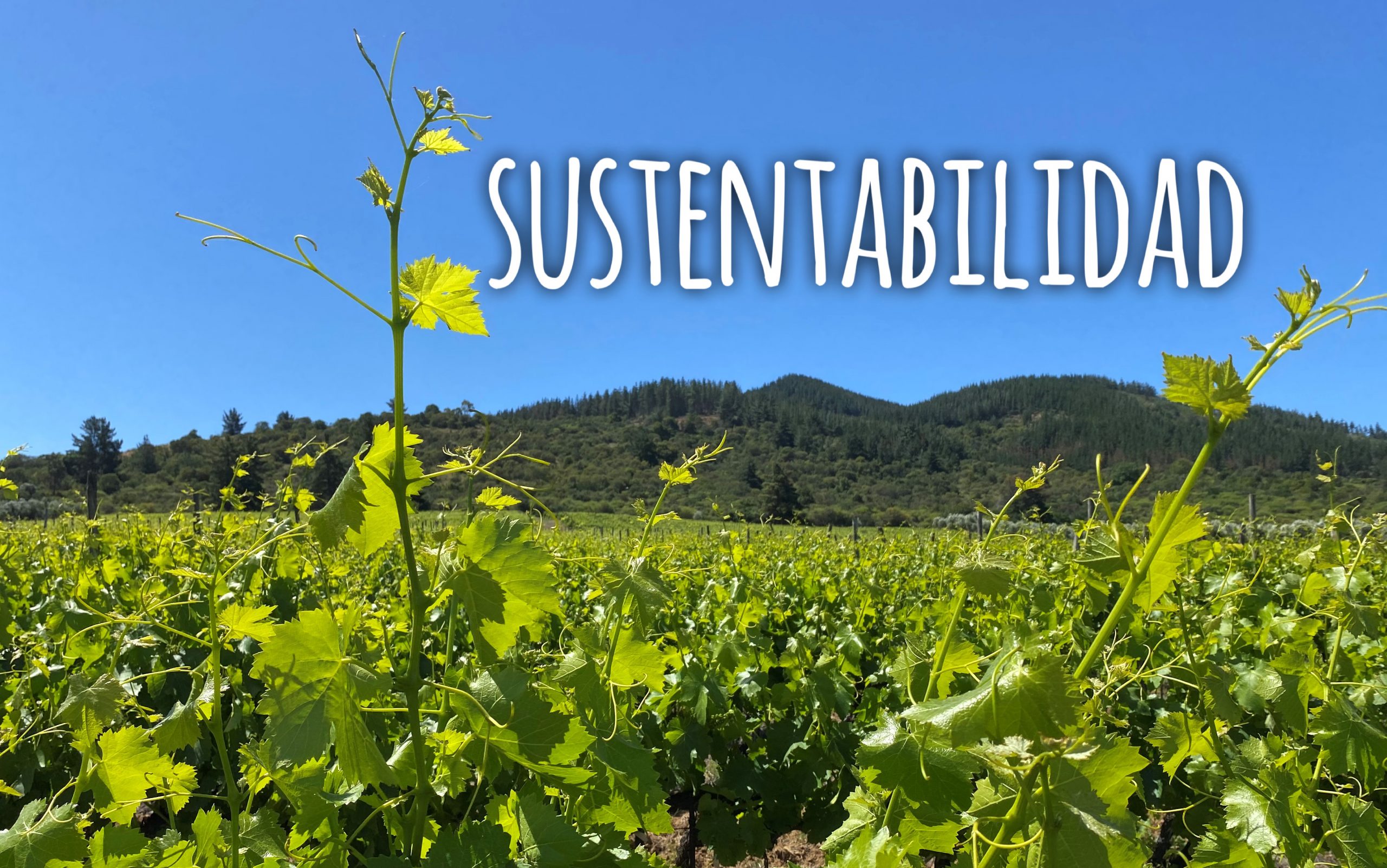 Viña Morandé y la Sustentabilidad: Contribuyendo a un mundo mejor
