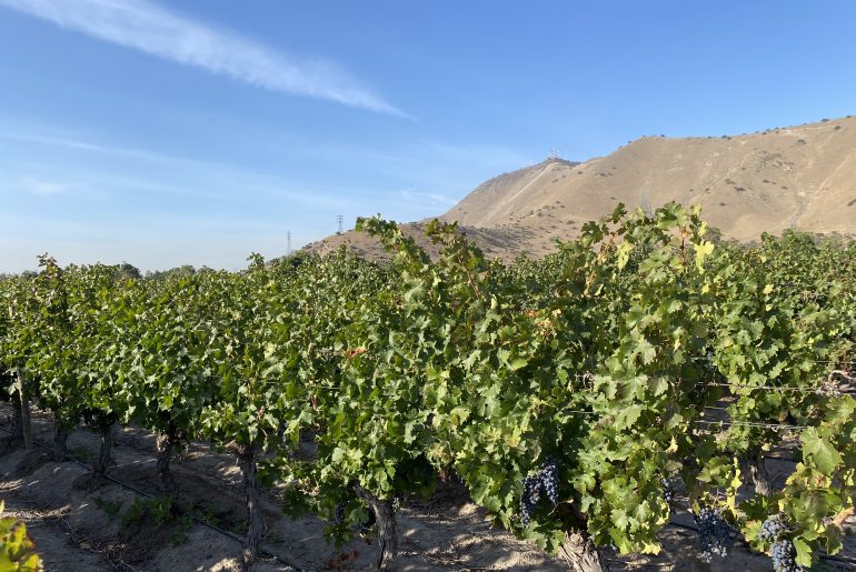 Valle del Maipo Anticipo de Vendimia 2021