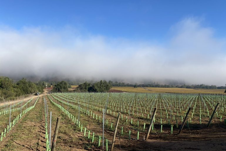 Nuevas plantaciones en nuestro campo Belén